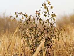 Image of twotooth buckwheat