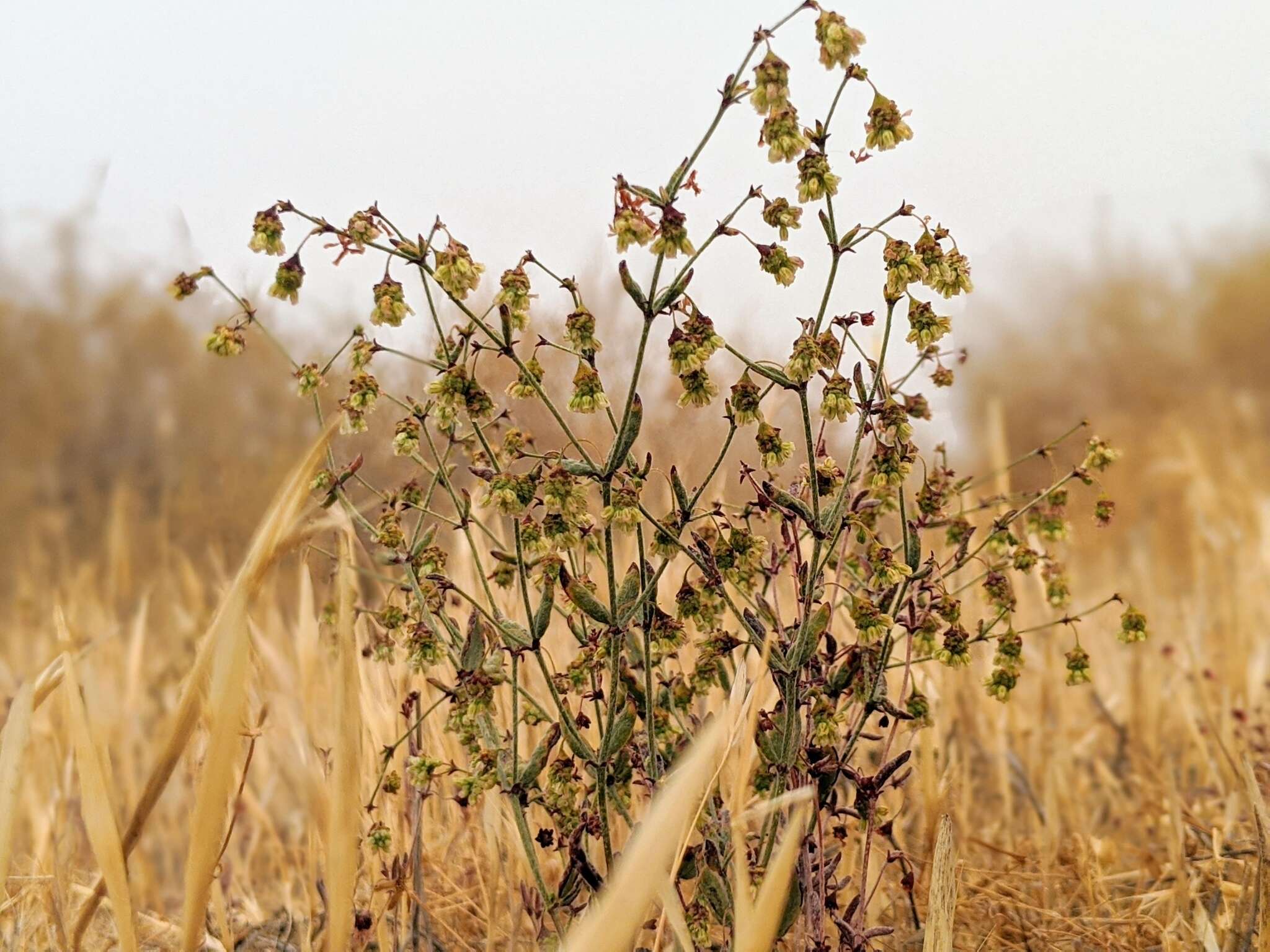 Image of twotooth buckwheat