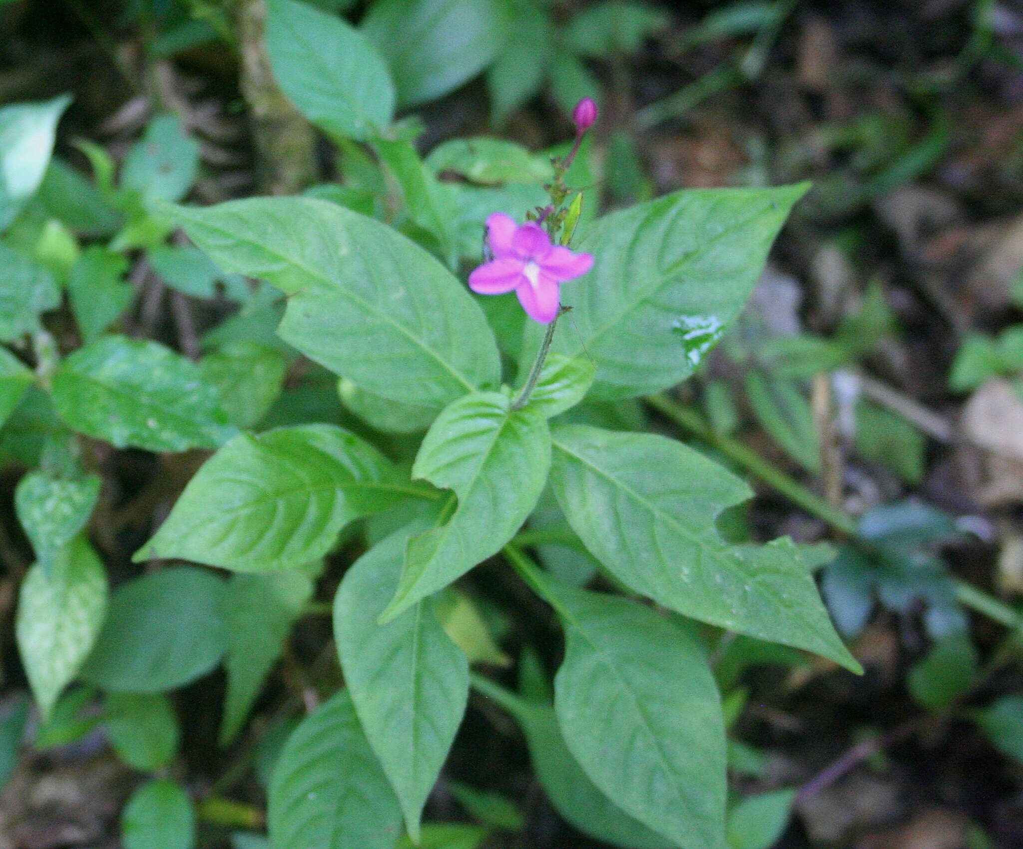 Pseuderanthemum cuspidatum (Nees) Radlk. resmi