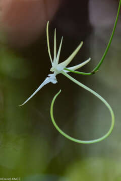 Image of Aeranthes schlechteri Bosser