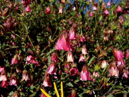 Image de Hermannia glabrata L. fil.