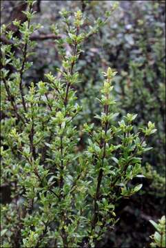 Image of Coprosma nitida Hook. fil.