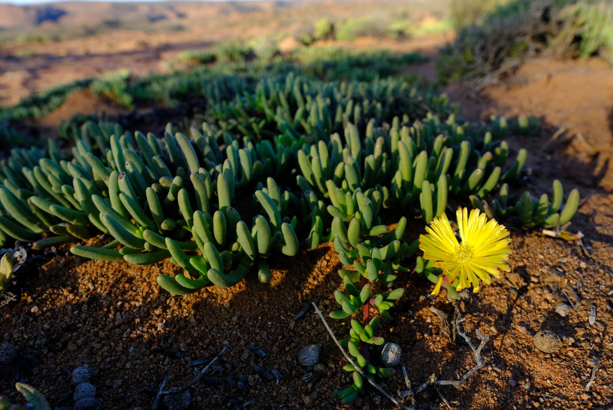 Image of Cephalophyllum framesii L. Bol.