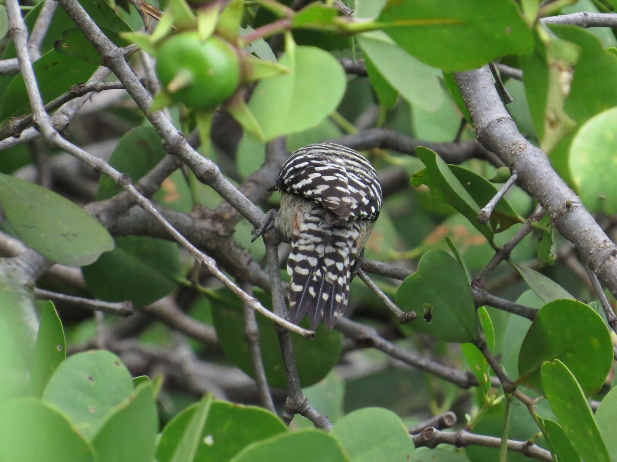 Image of Freckle-breasted Woodpecker