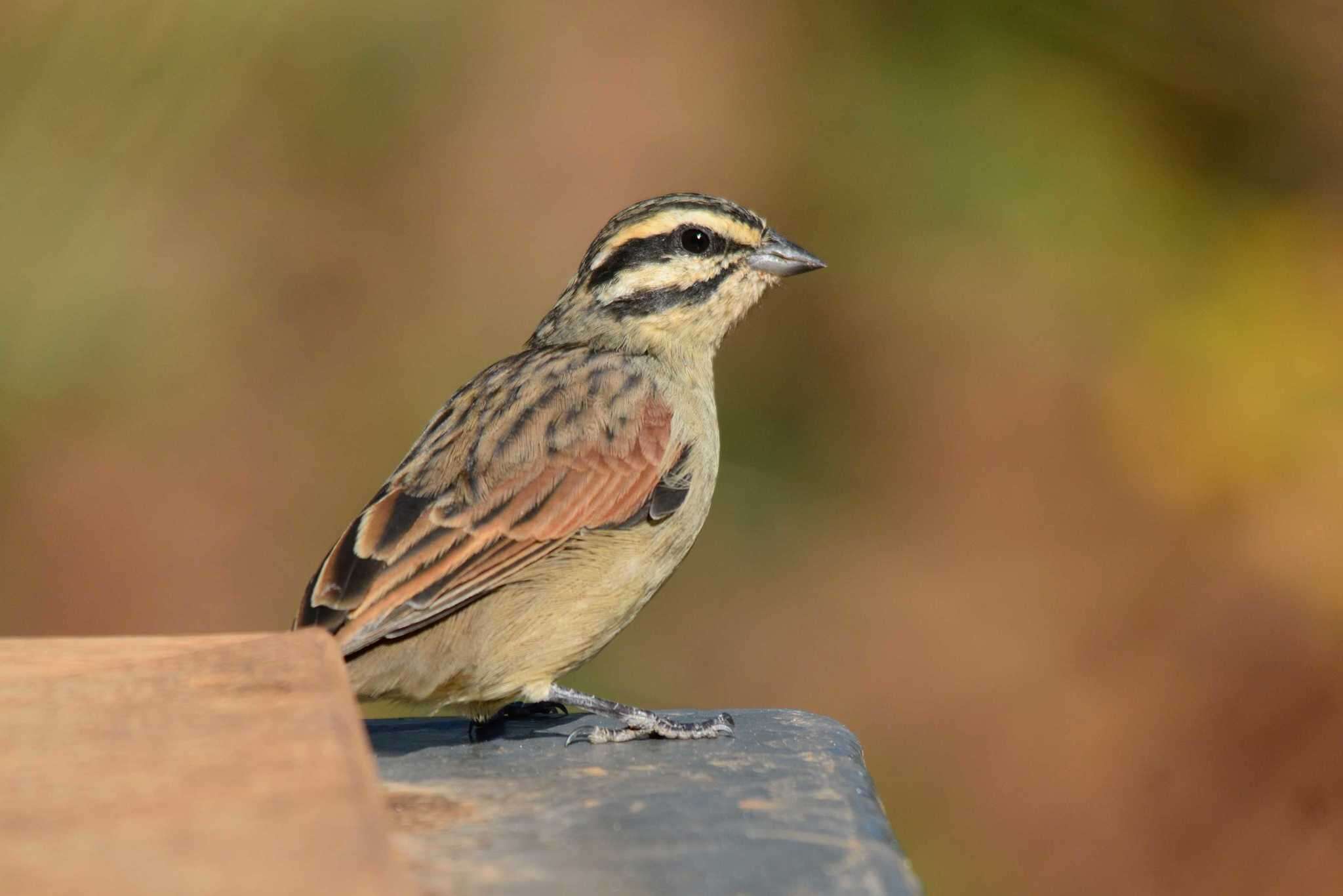 Image of Cape Bunting