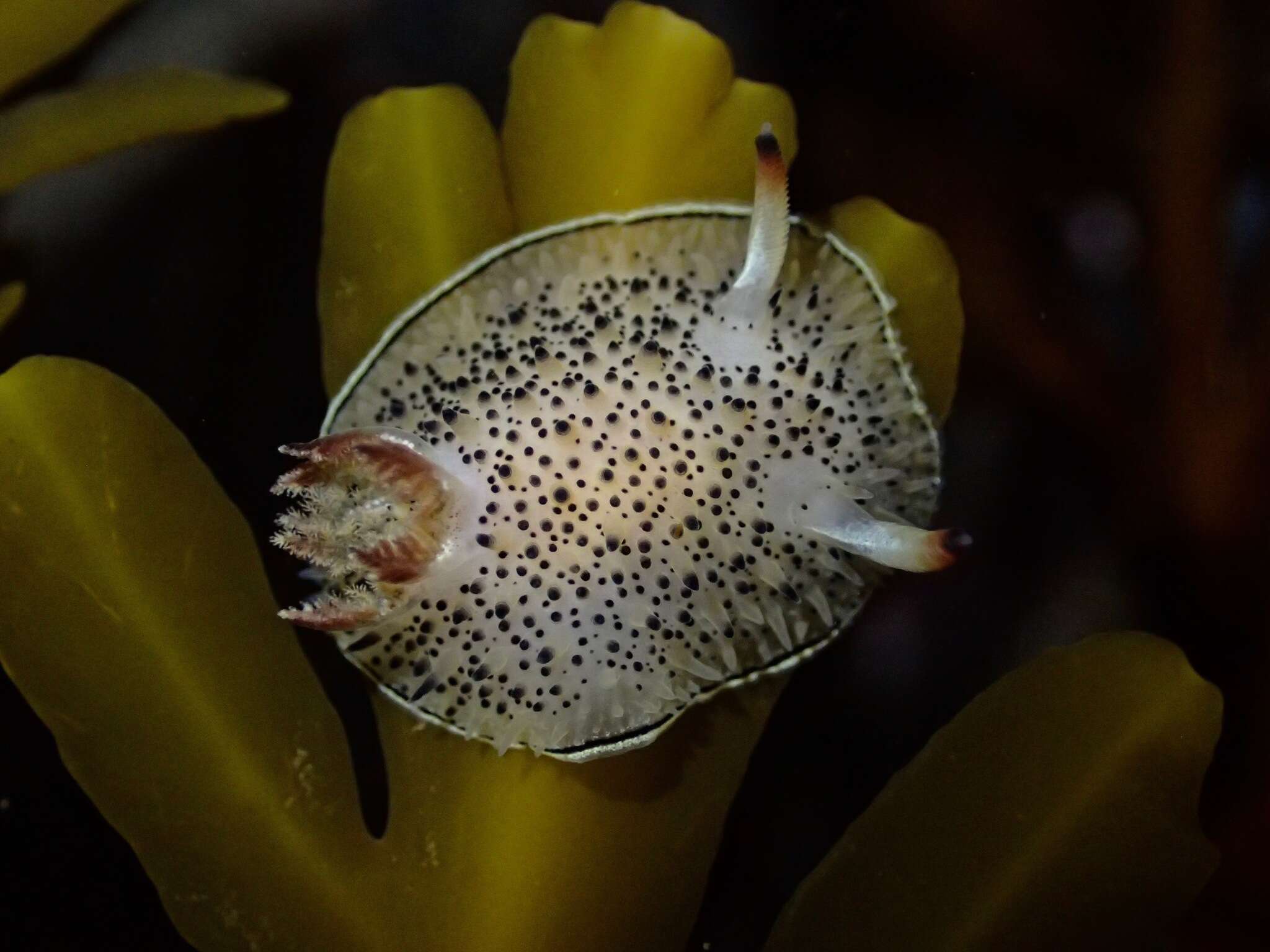 Image of Black and White Dorid