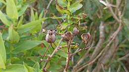 Plancia ëd Hypericum foliosum Dryand. ex Ait.