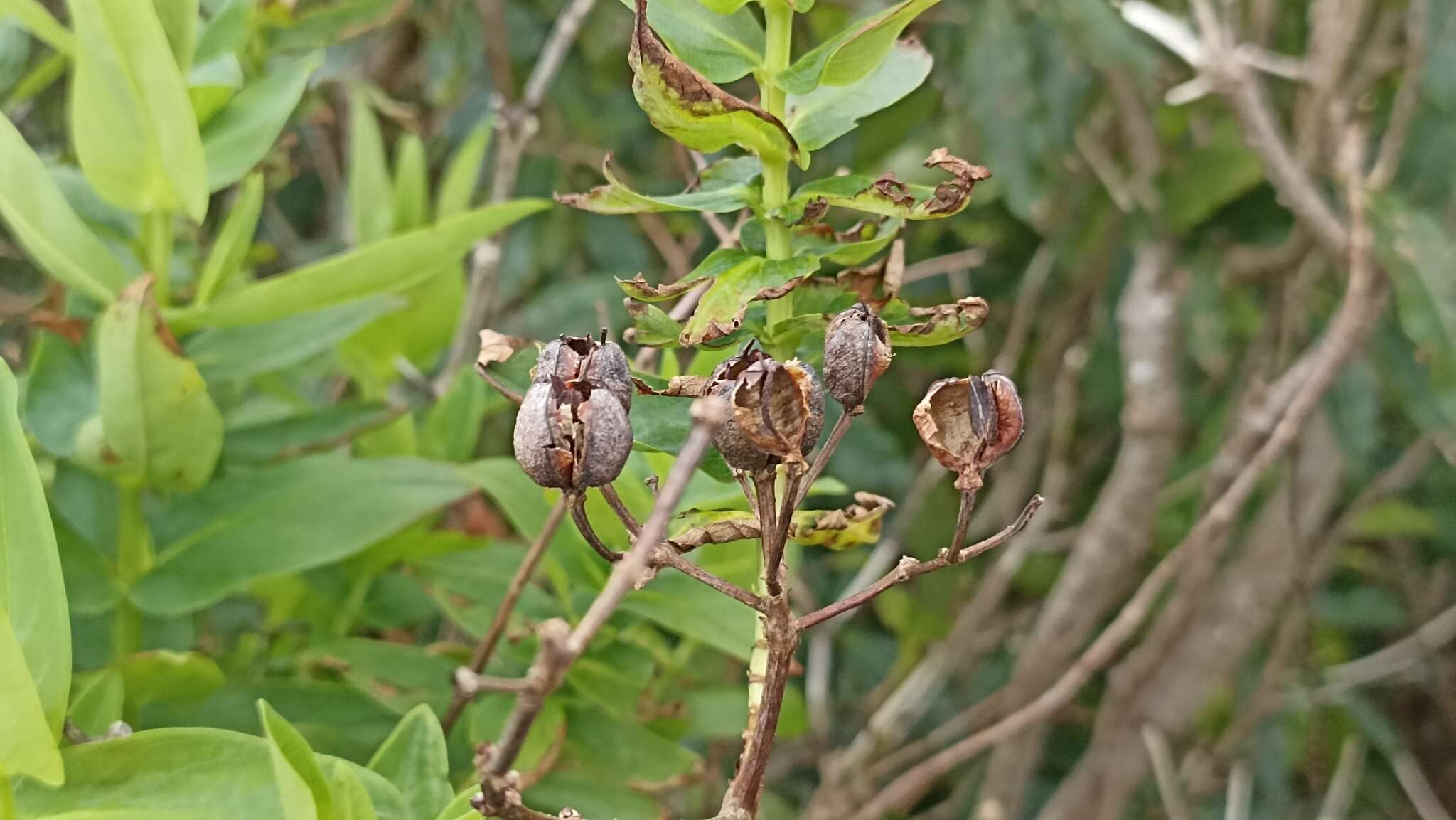 Image of Hypericum foliosum Dryand. ex Ait.