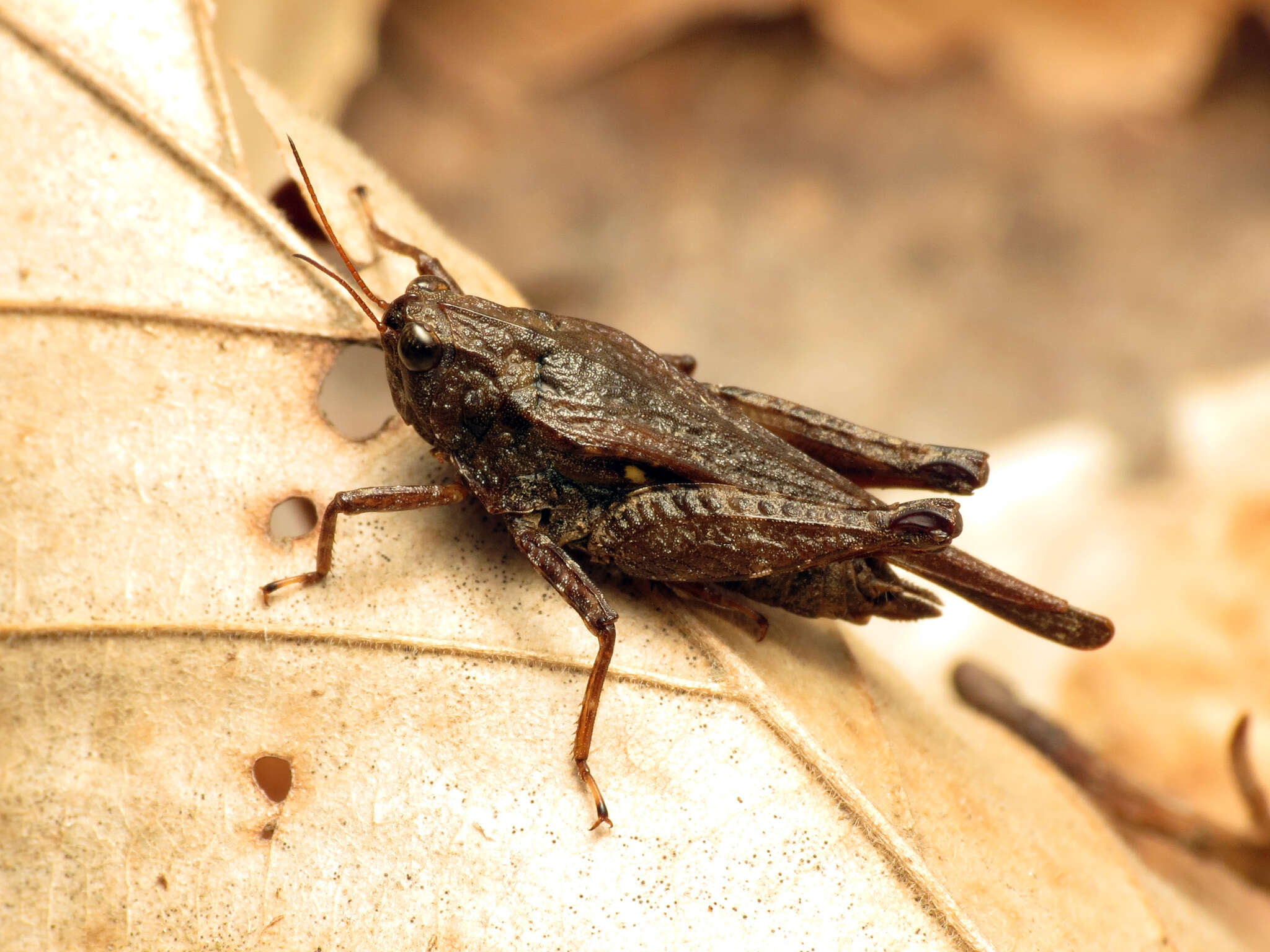 Image of Armored Pygmy Grasshopper