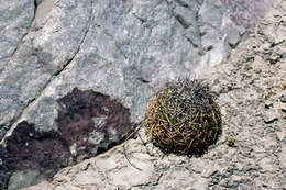 Image of Melocactus peruvianus Vaupel