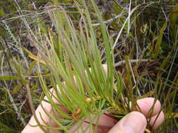 Image of Protea subulifolia (Salisb. ex Knight) Rourke