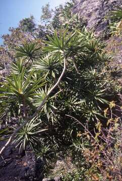 Image of Dracaena reflexa var. angustifolia Baker