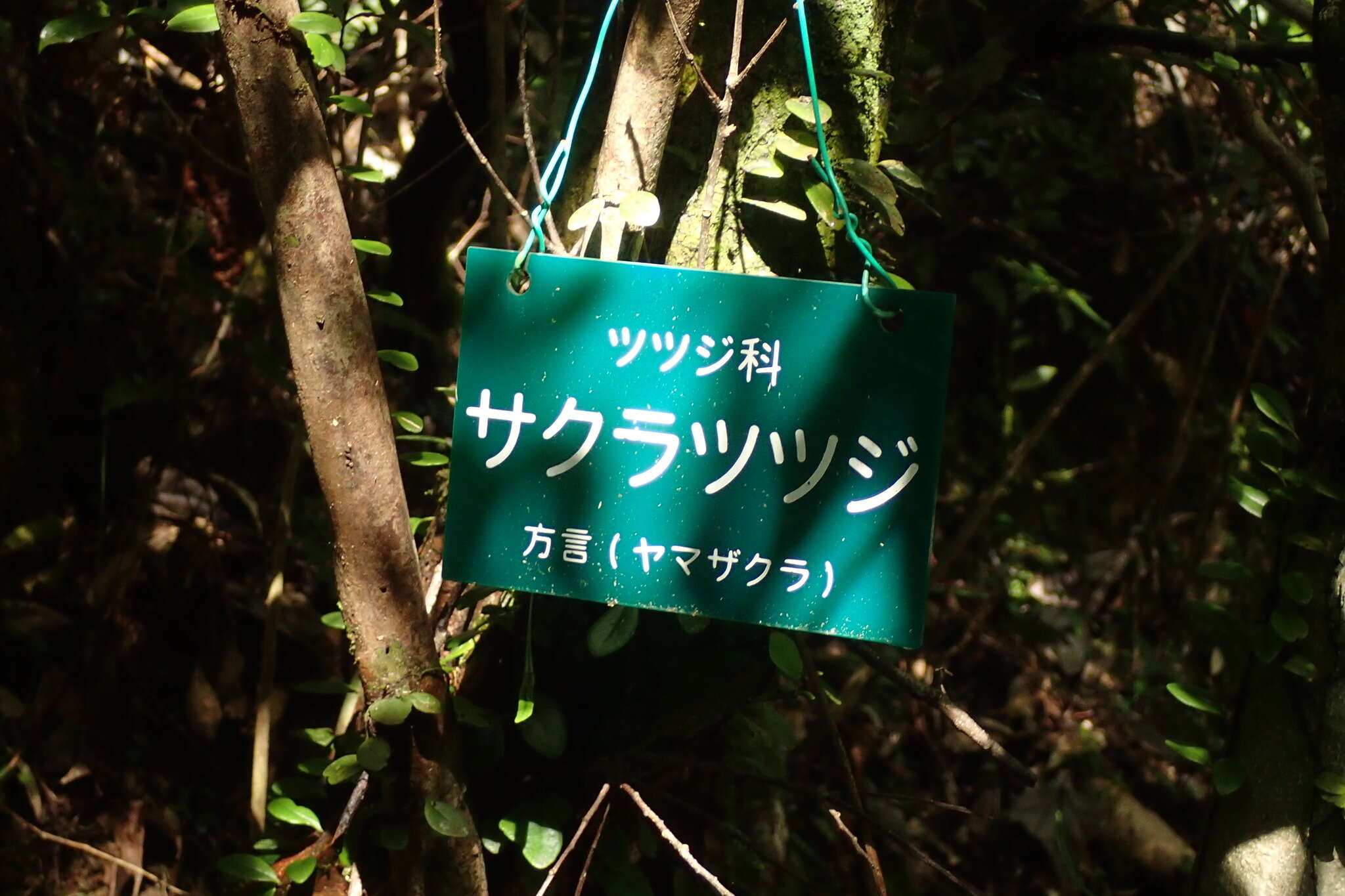 Image of Rhododendron tashiroi Maxim.