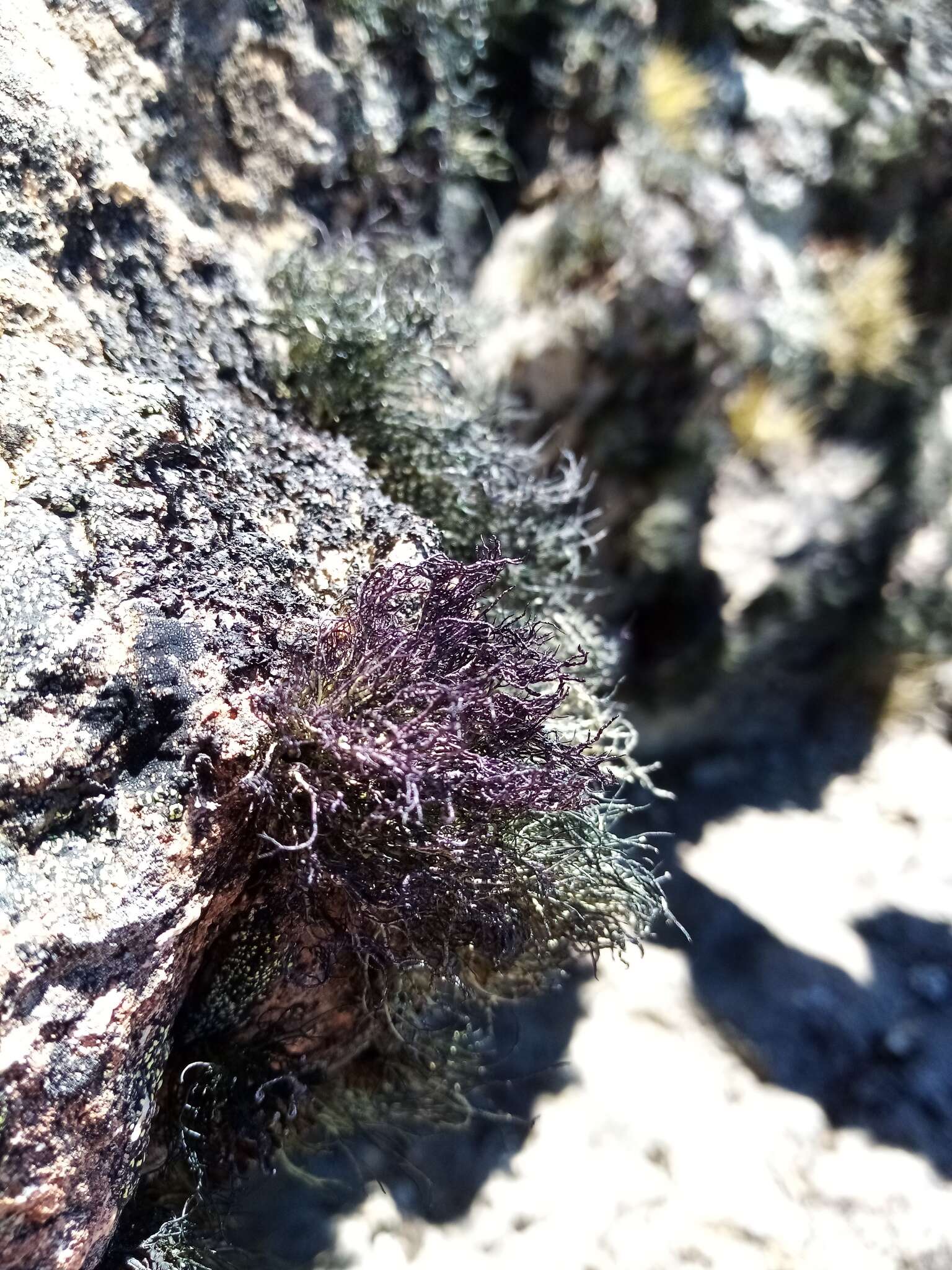 Image of Usnea acromelana Stirt.