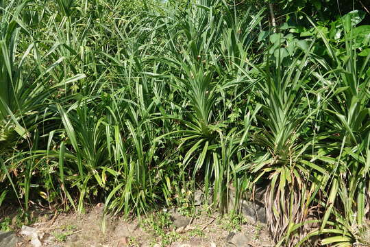 Image of Pandanus odorifer (Forssk.) Kuntze