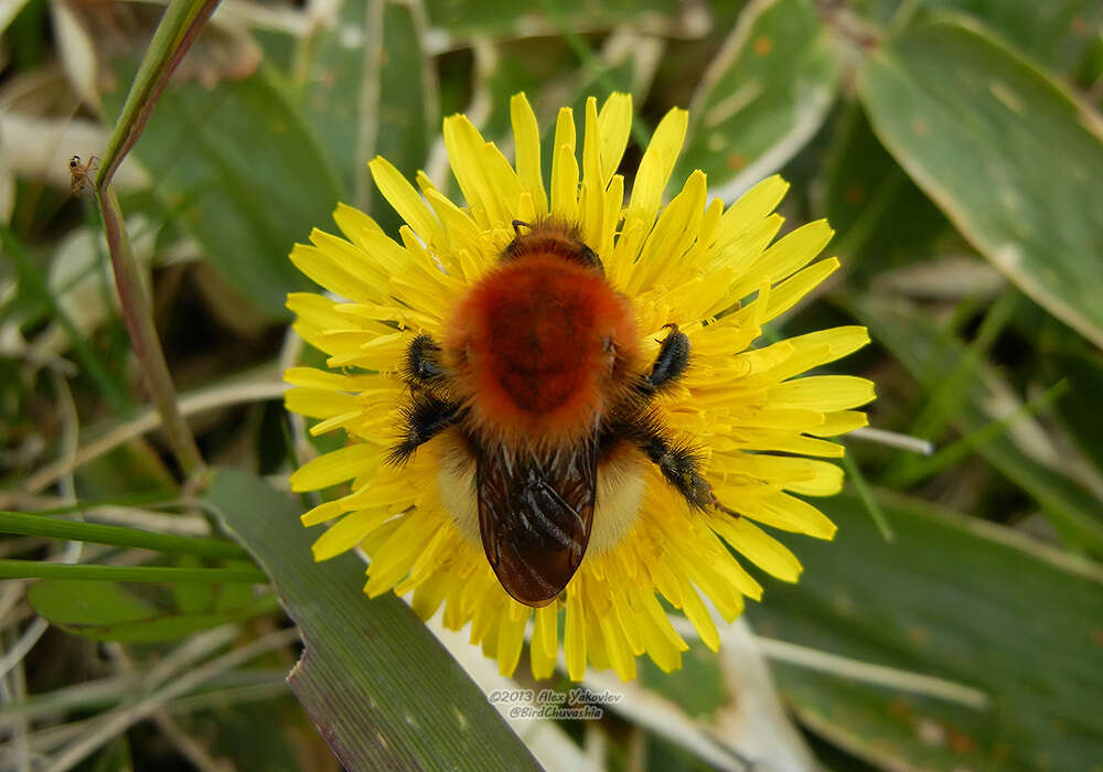 Image of Bombus muscorum (Linnaeus 1758)