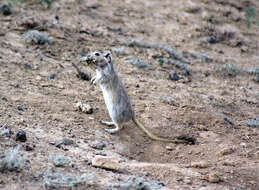 Image of Great Gerbil