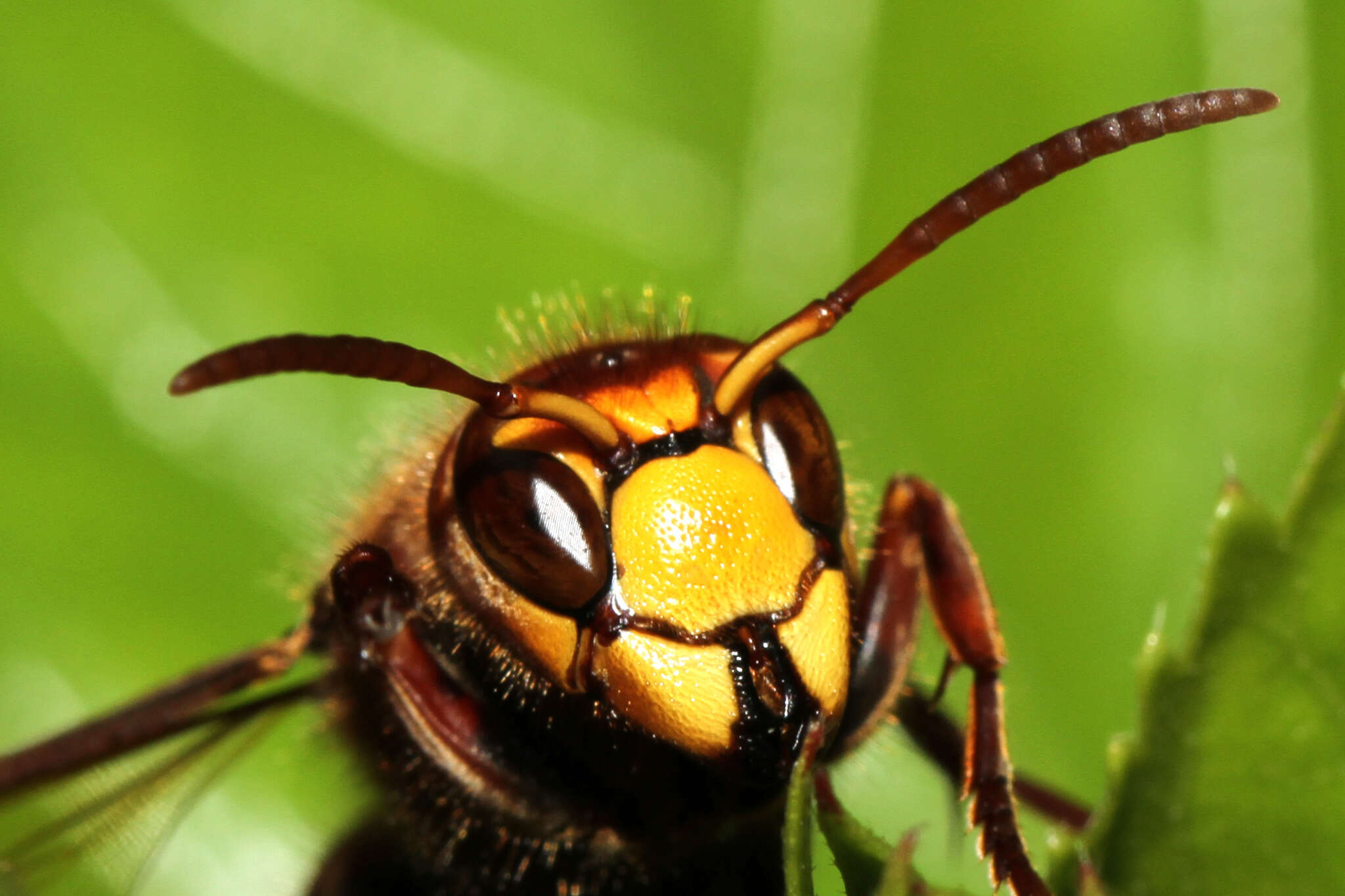 Image of Hornet