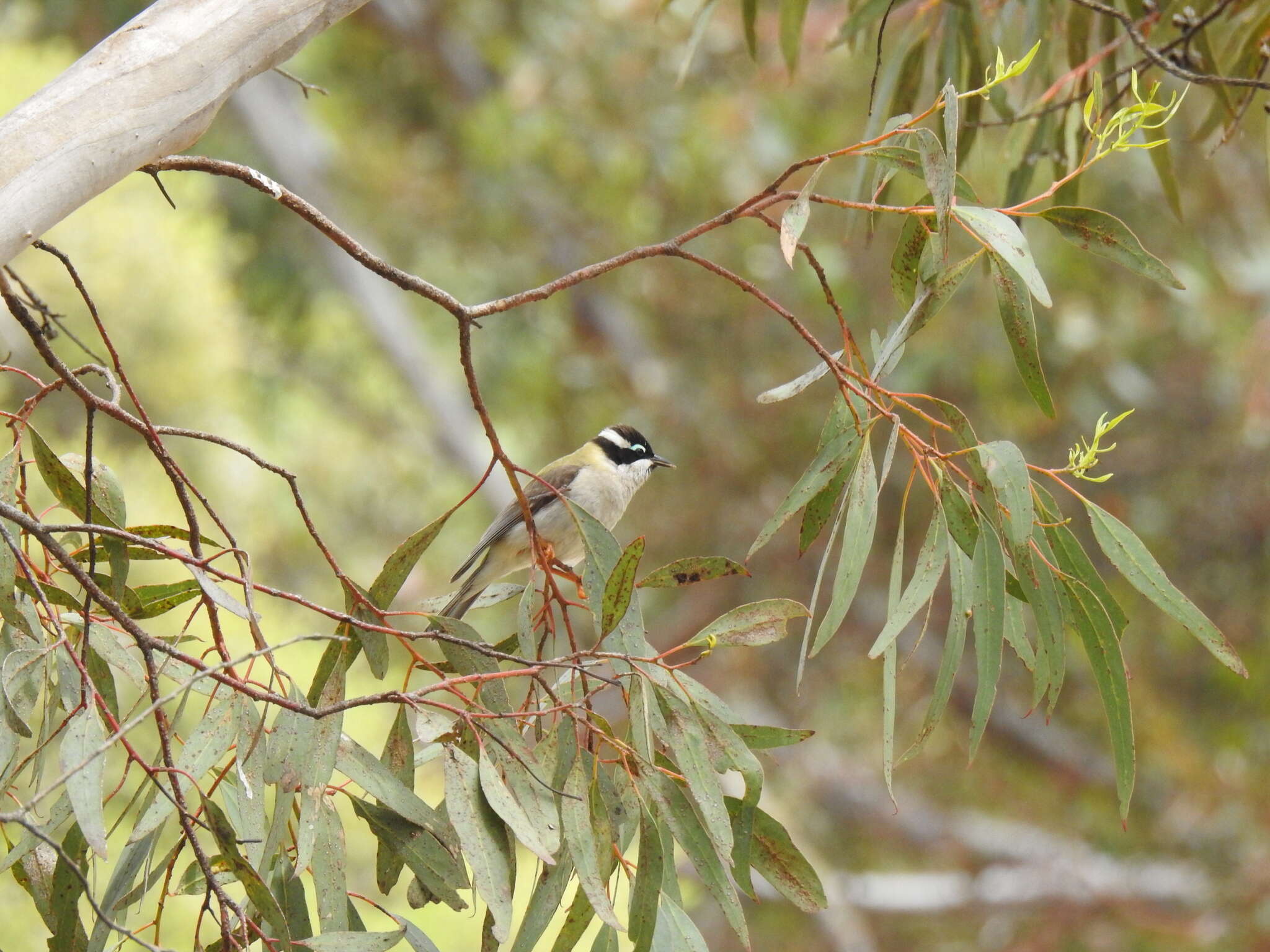 صورة Melithreptus gularis (Gould 1837)