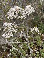 Plancia ëd Epacris serpyllifolia R. Br.