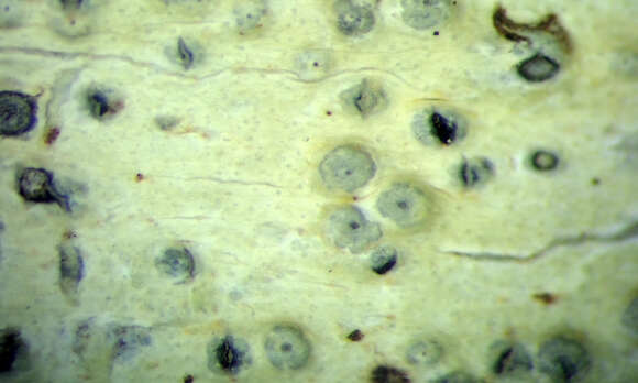 Image of wart lichen