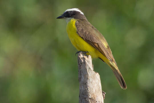 Image of Rusty-margined Flycatcher