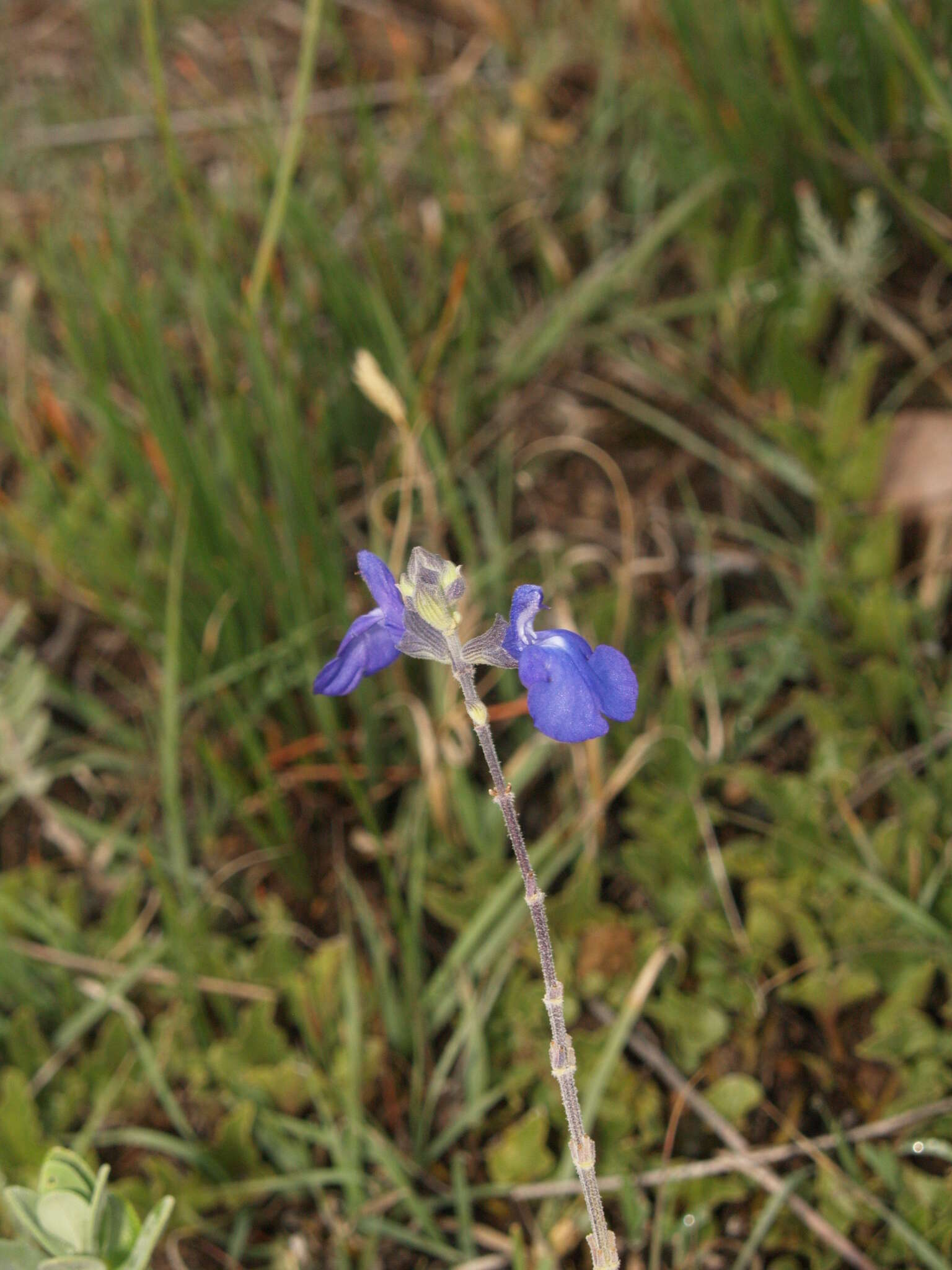 Imagem de Salvia chamaedryoides Cav.