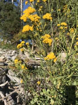 Image of western goldentop