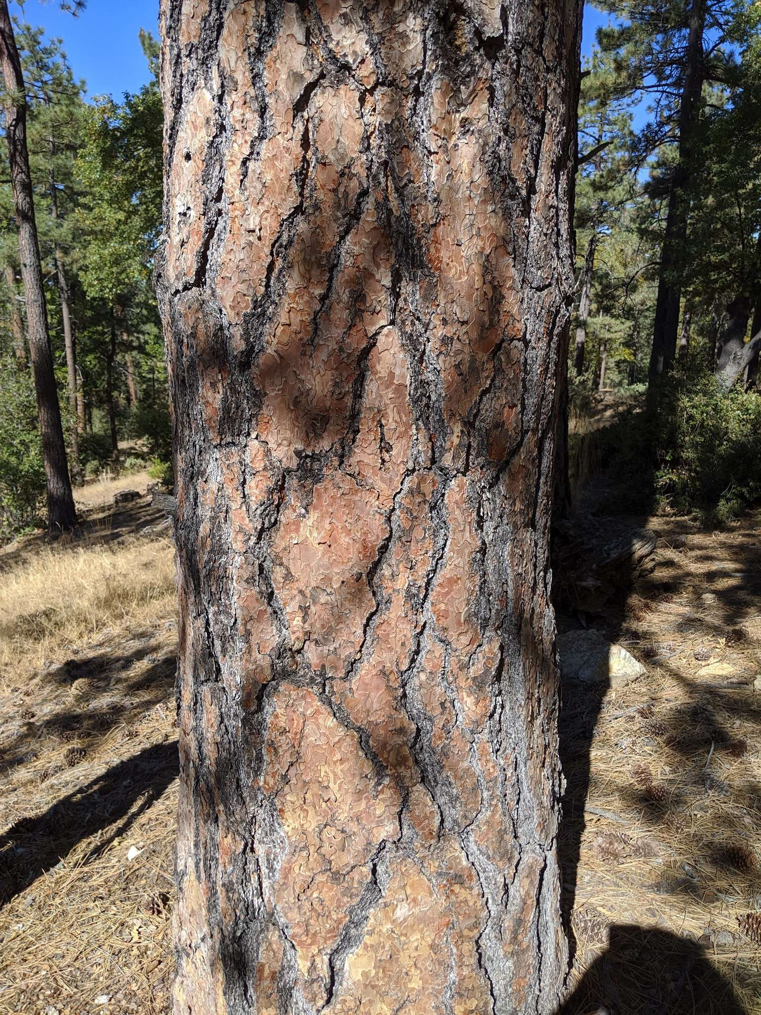 Image de Pinus ponderosa var. ponderosa