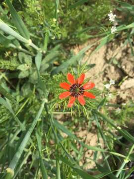 Image of summer pheasant's eye