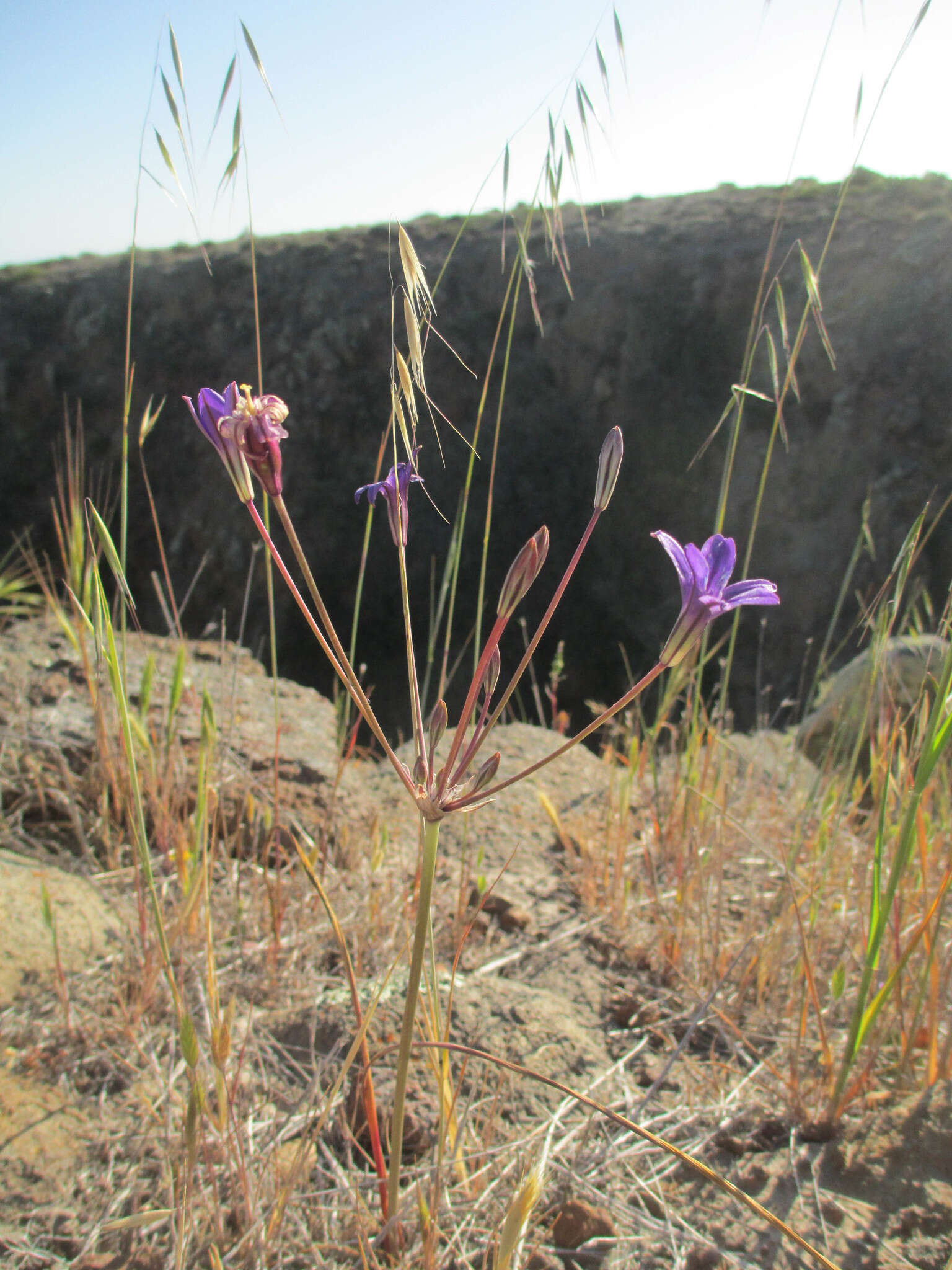 Image of San Clemente Island brodiaea