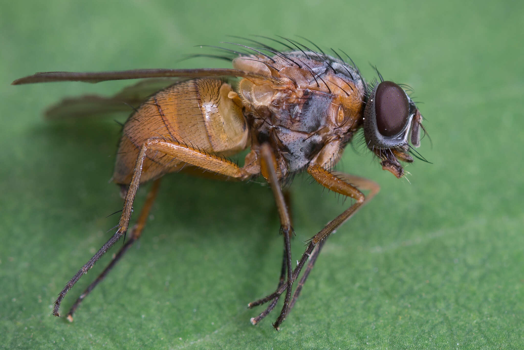 صورة Phaonia rufiventris (Scopoli 1763)