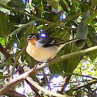 Image of Fringilla coelebs canariensis Vieillot 1817