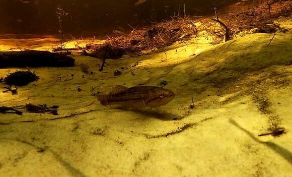 Image of Striped gudgeon