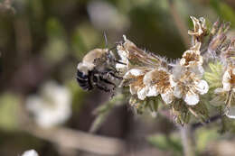 Image of Anthophora phaceliae Brooks 1988