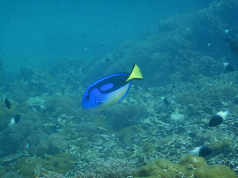 Image of Paracanthurus