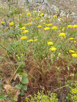 Image of leafy desertdandelion