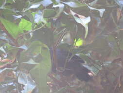 Image of Humaita Antbird