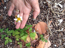 Plancia ëd Bidens alba (L.) DC.