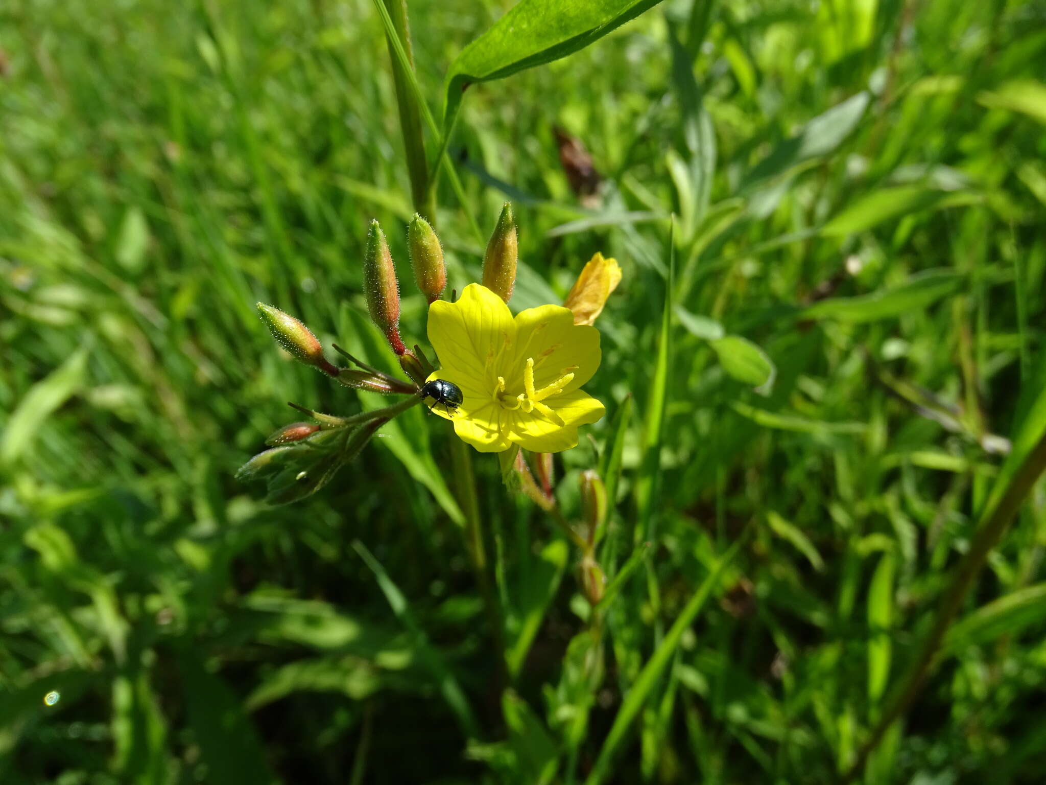 Imagem de Oenothera perennis L.