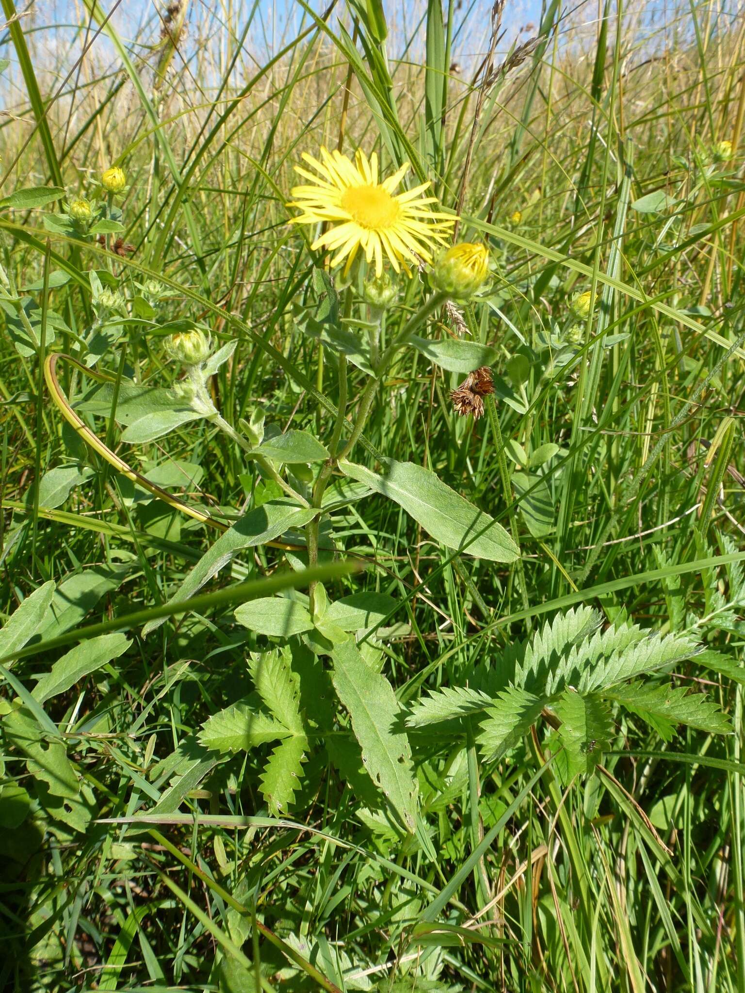 Image of British yellowhead