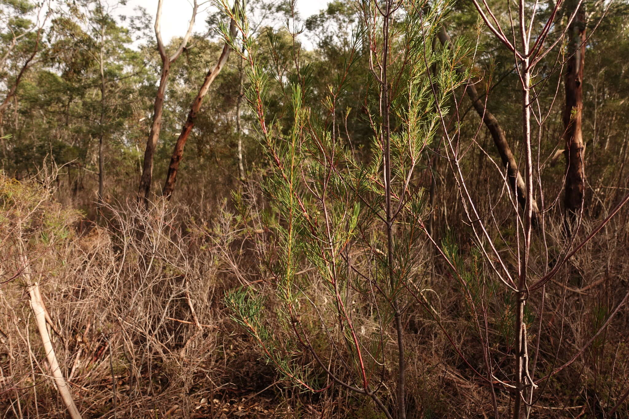 Image of Hakea nodosa R. Br.