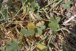 Image of Owens Valley sidalcea