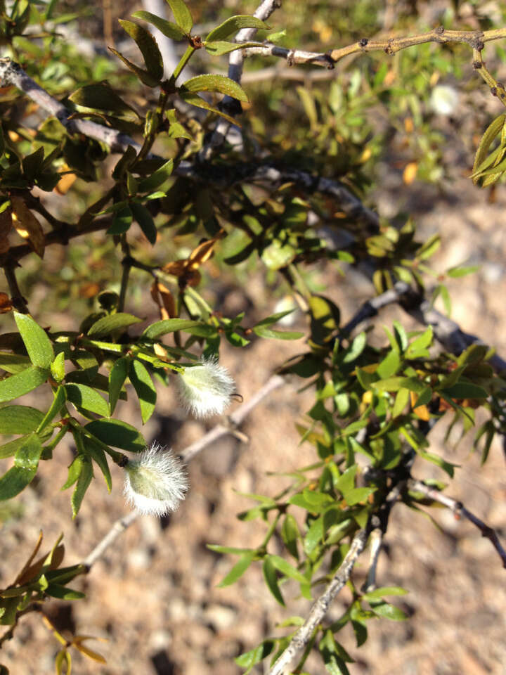 Image de Larrea tridentata (Sesse & Moc. ex DC.) Coult.