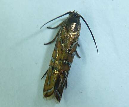 Image of Glyphipterix cyanochalca Meyrick 1882