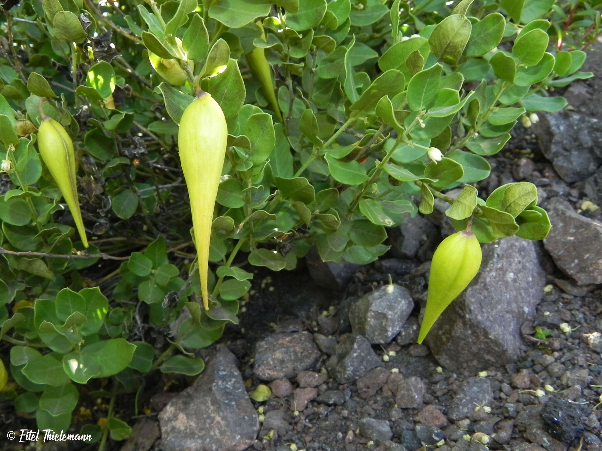 Image of Diplolepis nummulariifolia (Hook. & Arn.) Liede & Rapini