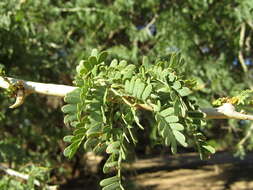 Image of acacia