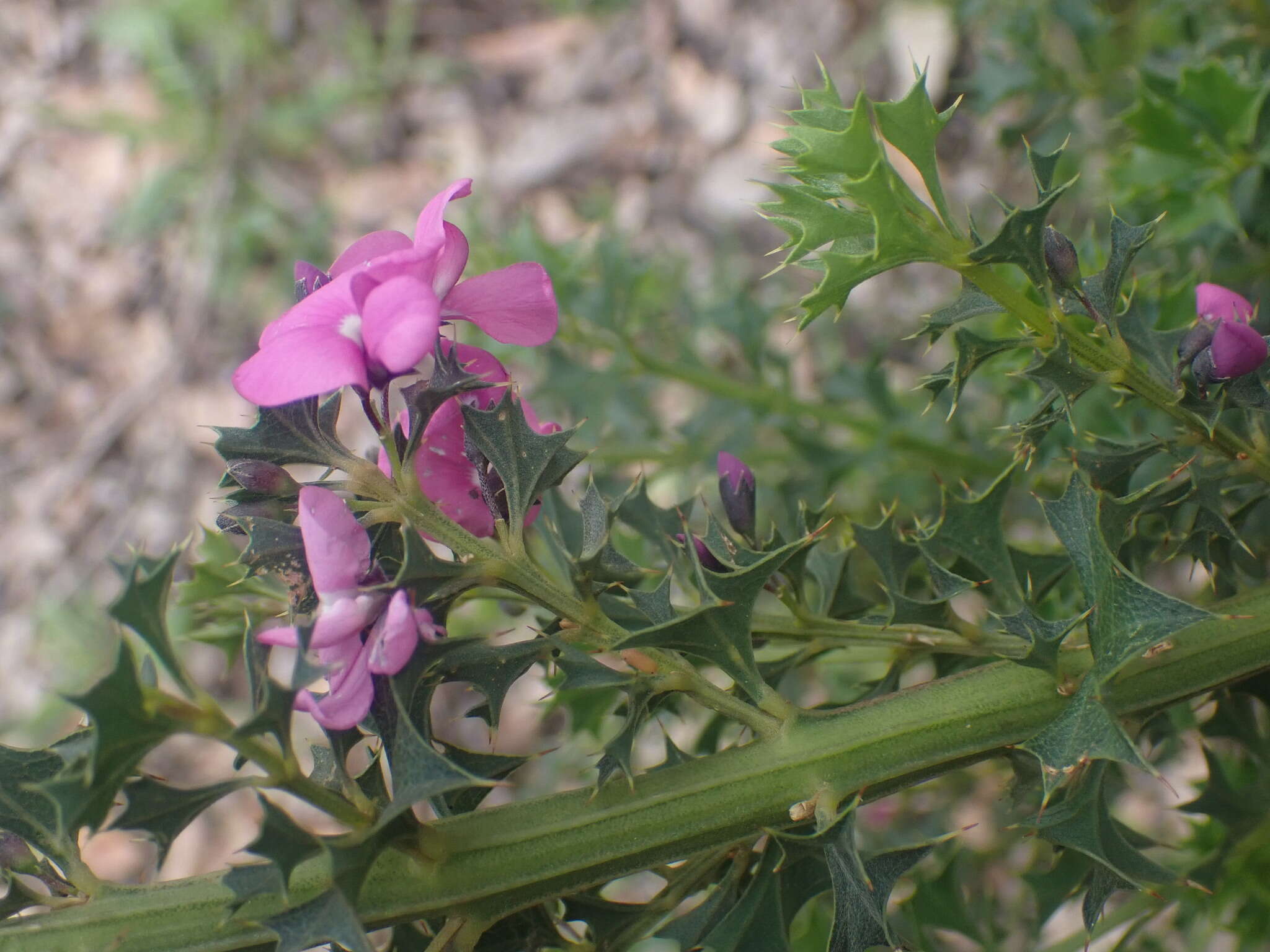 Image of Holly-leaved Mirbelia