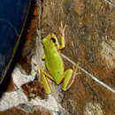 Image of Hazel's Treefrog
