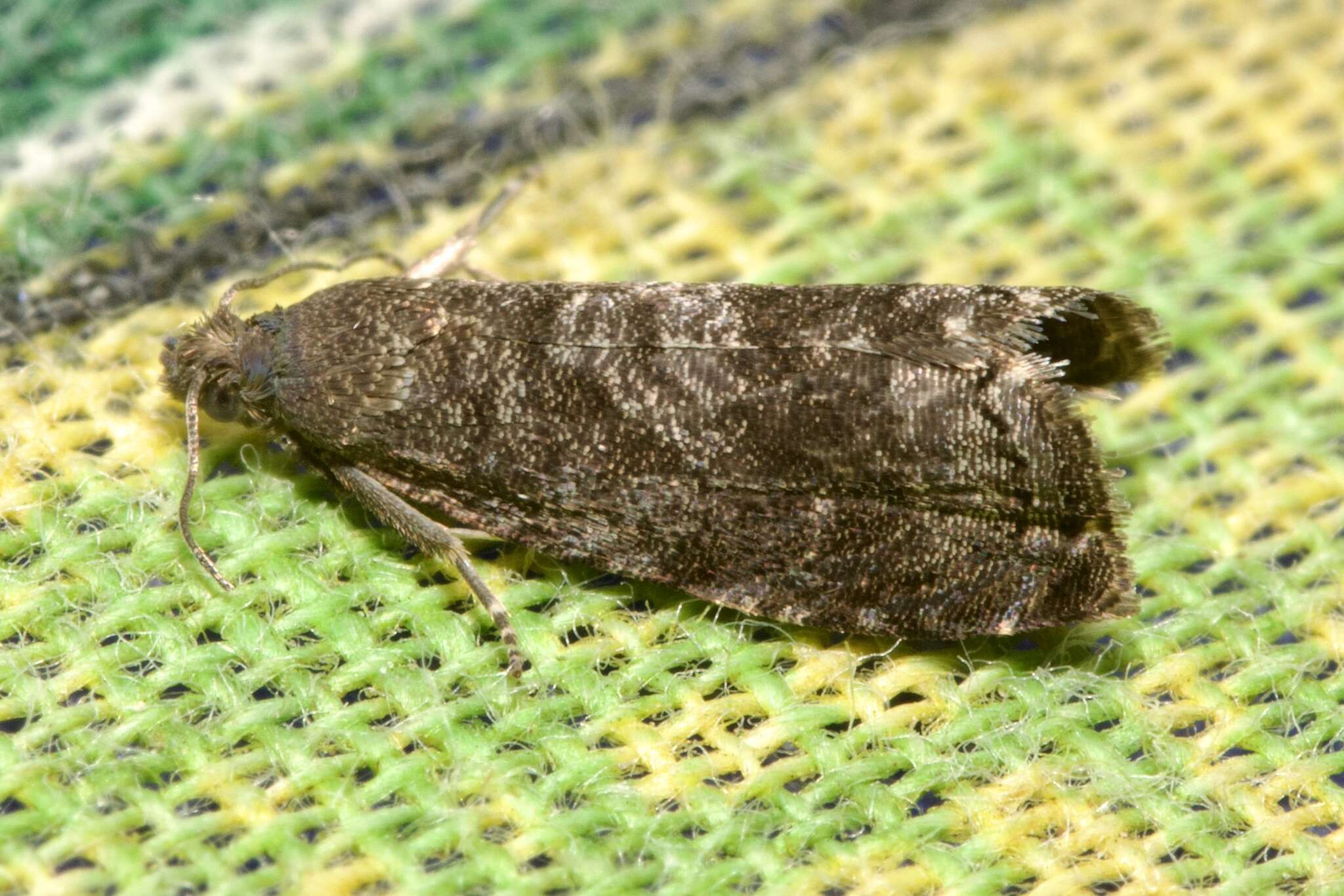 Image of Moth